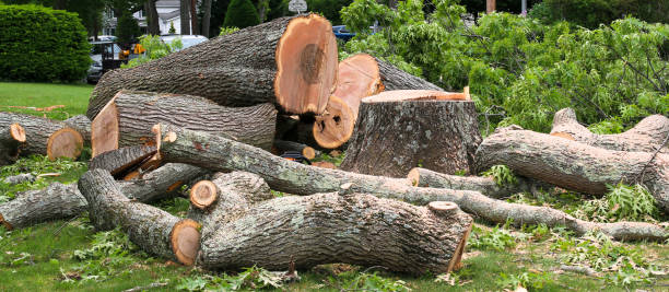 How Our Tree Care Process Works  in  Wadesboro, NC